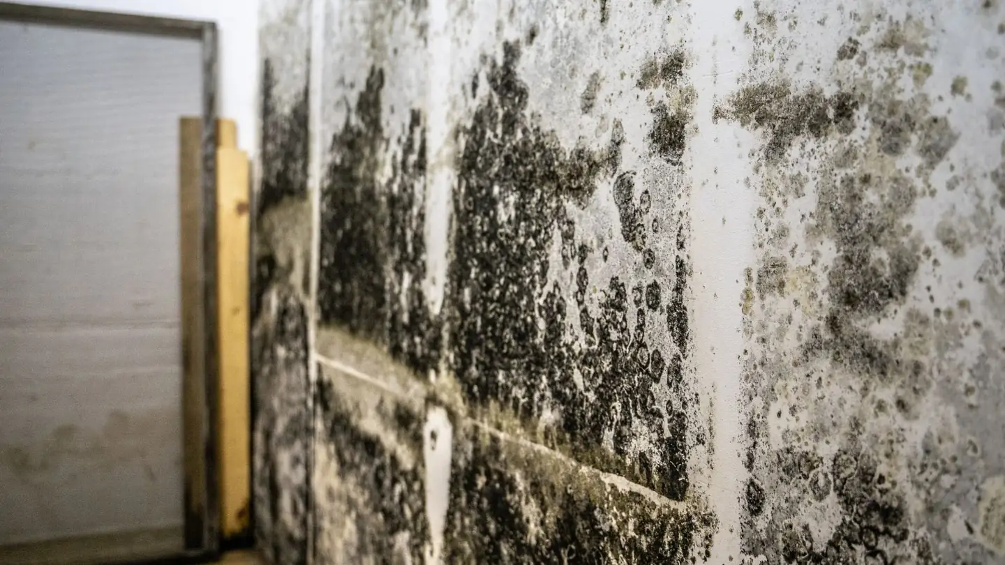 Dark mold colonies spreading across a painted wall