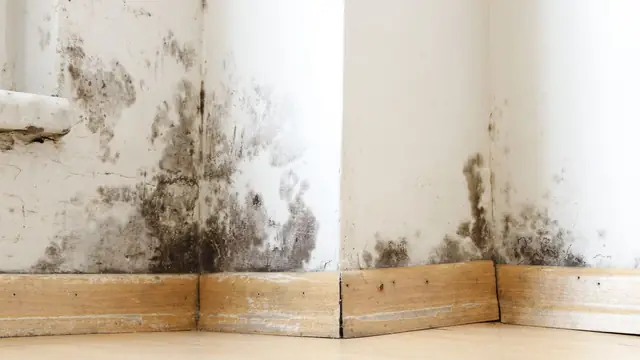 Mold darkening a wall and wood baseboards in the corner of a room